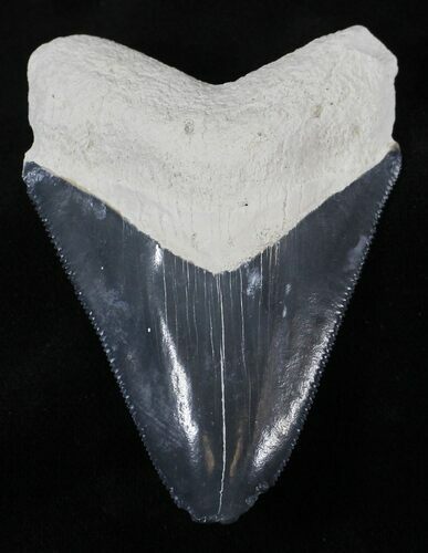 Serrated Bone Valley Megalodon Tooth #25638